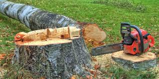 Best Tree Maintenance Programs  in Seaside Heights, NJ
