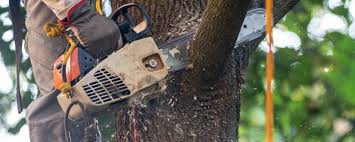 Best Tree Mulching  in Seaside Heights, NJ