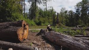Best Lot and Land Clearing  in Seaside Heights, NJ