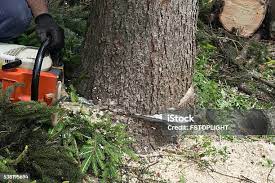 Best Root Management and Removal  in Seaside Heights, NJ