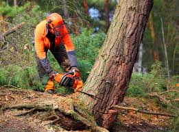 Professional Tree Removal in Seaside Heights, NJ