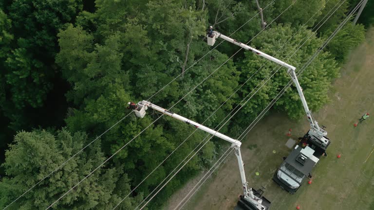 Best Emergency Tree Removal  in Seaside Heights, NJ