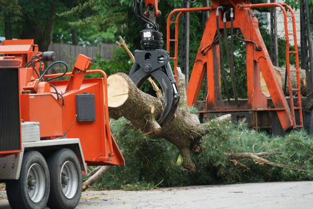 How Our Tree Care Process Works  in  Seaside Heights, NJ