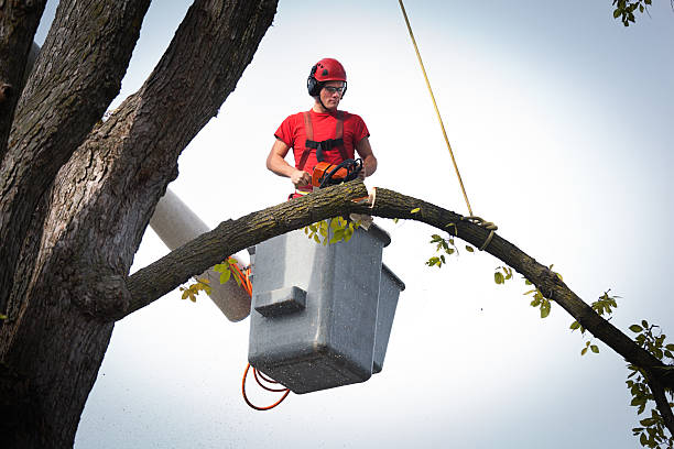 Best Fruit Tree Pruning  in Seaside Heights, NJ