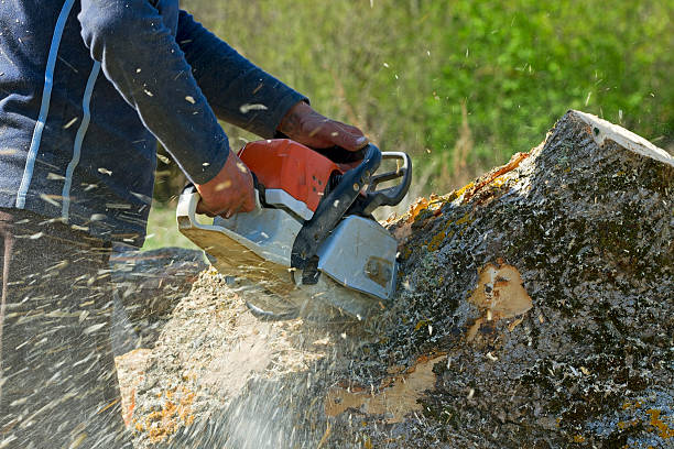 Best Weed Control  in Seaside Heights, NJ